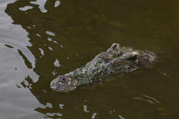 Close up salt crocodile is show head in river