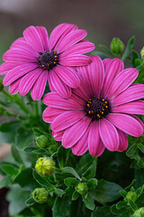 Beautiful flowering bush of Osteospermum. South African daisy and Cape daisy.