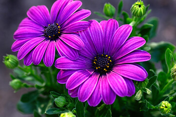Close up of purple Osteospermum flower growing in a plant pot. African Daisy.