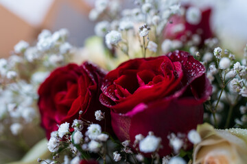 Scarlet roses in a bouquet close-up. Small drops of water on the petals of red roses. Festive background.
