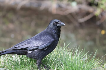 Porträt einer Krähe in der Natur