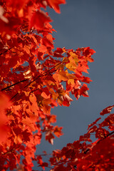 Red leaves in a garden