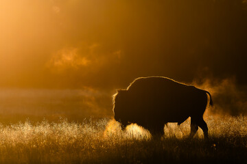 Bison à l'aube dans une prairie du Yellowstone, Wyoming, au levé du soleil.
