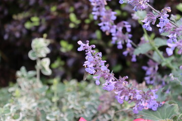 Plantas y Jardines alrededor