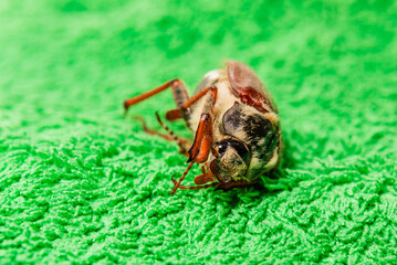 A dying warbler lies on a green surface, close-up, macro shot.