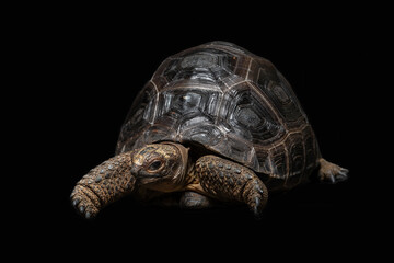 The Aldabra Giant Tortoise (Aldabrachelys gigantea) is endemic to the Seychelles Islands. The species is one of the largest tortoises in the world.