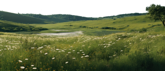PNG Meadow in summer landscape grassland outdoors.