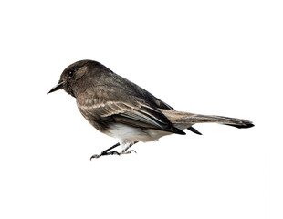 Black Phoebe (Sayornis nigricans) Photo, Perched on a Isolated Transparent PNG Background