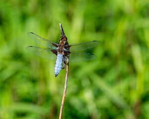Plattbauchlibelle sitzt auf einem Ast