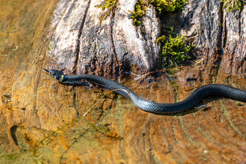 Kleine Ringelnatter in einem Teich