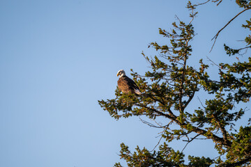 A bald eagle perches on a tree near Grand Teton National Park and Yellowstone National Park and a...