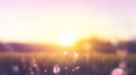 Sweet meadows at sunset blurry background