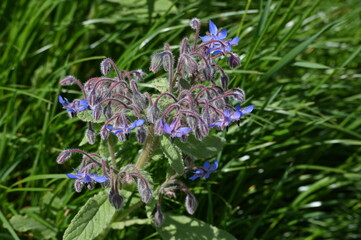 Blühender Borretsch in einem Feld