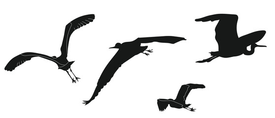 Set silhouette grey heron variety flight aquatic animal theme wild nature black silhouette on white background