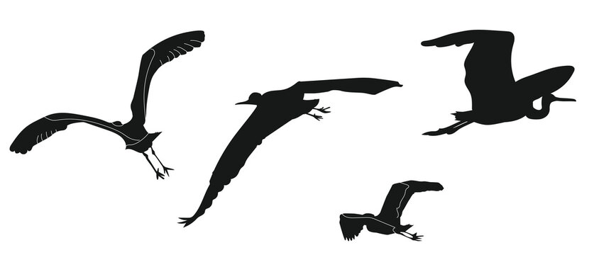 Set silhouette grey heron variety flight aquatic animal theme wild nature black silhouette on white background