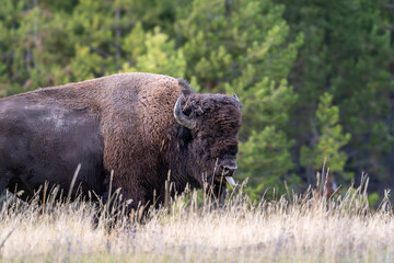 An American Bison with horns roams in Yellowstone National Park in Wyoming and Montana in the...