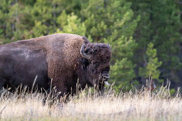 An American Bison with horns roams in Yellowstone National Park in Wyoming and Montana in the Madison River Valley, with green trees and yellow grass.