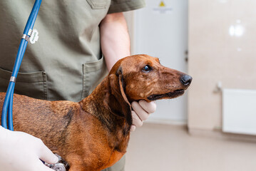 Dachshund dog being examined with a stethoscope by a veterinarian in a veterinary hospital.