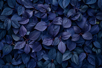 Dark blue leaves background, top view. A large number of dark green and purple leaves form an...
