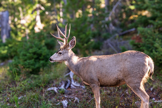 Mule deer along Jenny Lake Drive in Grand Teton National park in Jackson Hole, WY