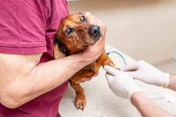 A blood sample is taken from the dog dachshund with needle at the animal hospital.