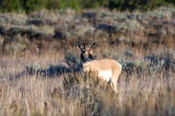 A pronghorn antelope stands in the sagebrush in Grand Teton National Park near Jackson Hole Wyoming just after sunrise on a sunny fall morning.