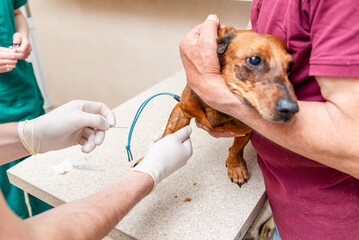 A blood sample is taken from the dog dachshund with needle at the animal hospital.