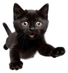 PNG Relaxation carnivora portrait whiskers. AI generated Image by rawpixel.