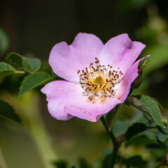 Makro von rosa Buschwindr&ouml;schen am Wegesrand