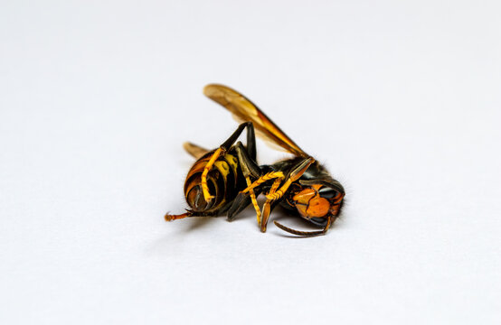 Reine frelon noir asiatique, velutina nigrithorax