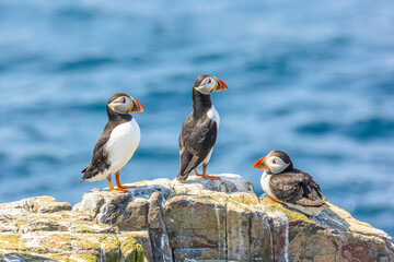 Puffins, Scientific name: fratercula arctica.  Close up of three Atlantic puffins perched on rocks and looking out to sea.  Northumberland. UK.  Horizontal. Space for copy