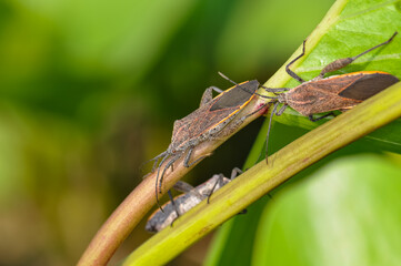 Pentatomomorpha sitting on a green branch on Phuket island in Thailand