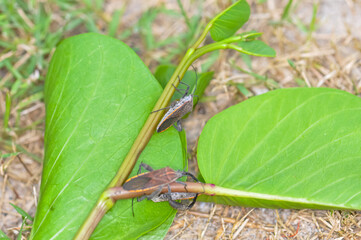 Pentatomomorpha sitting on a green branch on Phuket island in Thailand