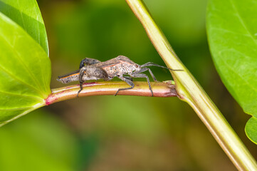 Pentatomomorpha sitting on a green branch on Phuket island in Thailand