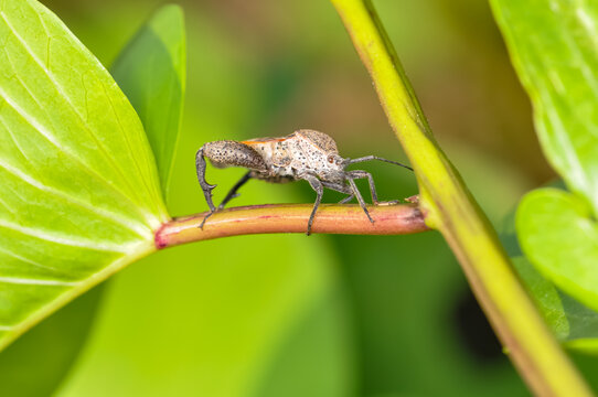 Pentatomomorpha sitting on a green branch on Phuket island in Thailand