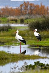 Pair of storks in green marshes.