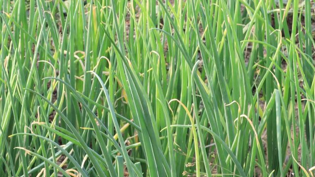 View of a field with ripening green or spring onions. green Shallots or red onion plant growing on the vegetable garden, panning shot. Onion field. Onion ripe plants growing in the field, close-up