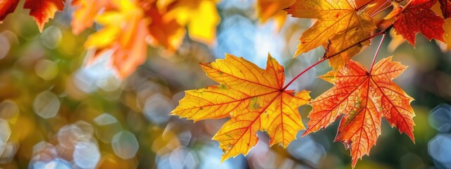Tree branch with yellow leaves. Selective focus.