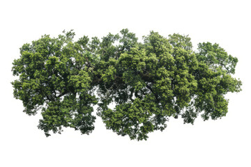 aerial view of an ancient oak woodland, highlighting the natural patterns and textures formed by the trees.