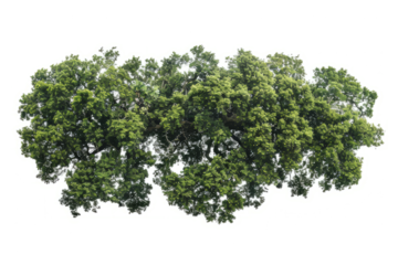 aerial view of an ancient oak woodland, highlighting the natural patterns and textures formed by the trees.