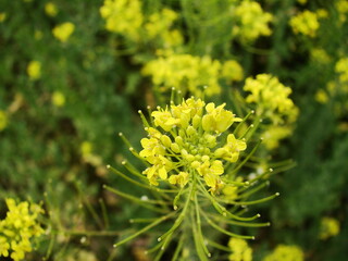 Piękne żółte kwiaty polne © tomo81
