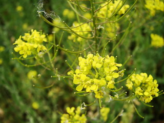 Kwiaty polne - natura  © tomo81