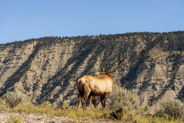 Bull elk with his herd of cows and calves at Mammoth Hot Springs in Yellowstone National Park on a fall afternoon/evening. Mountains in the background.