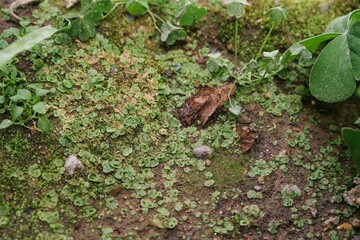 A close-up of Marchantia, a species in the genus of liverworts moss