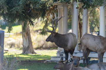 Bull elk with his herd of cows and calves at Mammoth Hot Springs in Yellowstone National Park on a fall afternoon/evening. A house sits in the background.