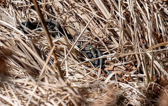Ringelnattern bei der Paarung im Schilf