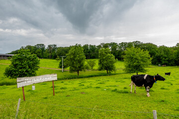 Kühe und Schild