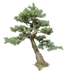 Fotobehang Bonsai Cedrus atlantica bonsai tree isolated on white transparent  © Rawf8