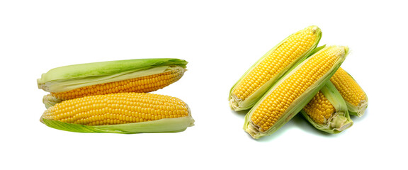 Sweet corn ears isolated. Maize cob cut, autumn sweetcorn, corncob, yellow corn ear on white