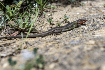 Long-tailed lizard on Sandy Ground in Natural Habitat